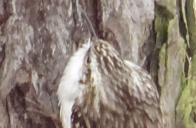 Rampichino alpestre o comune